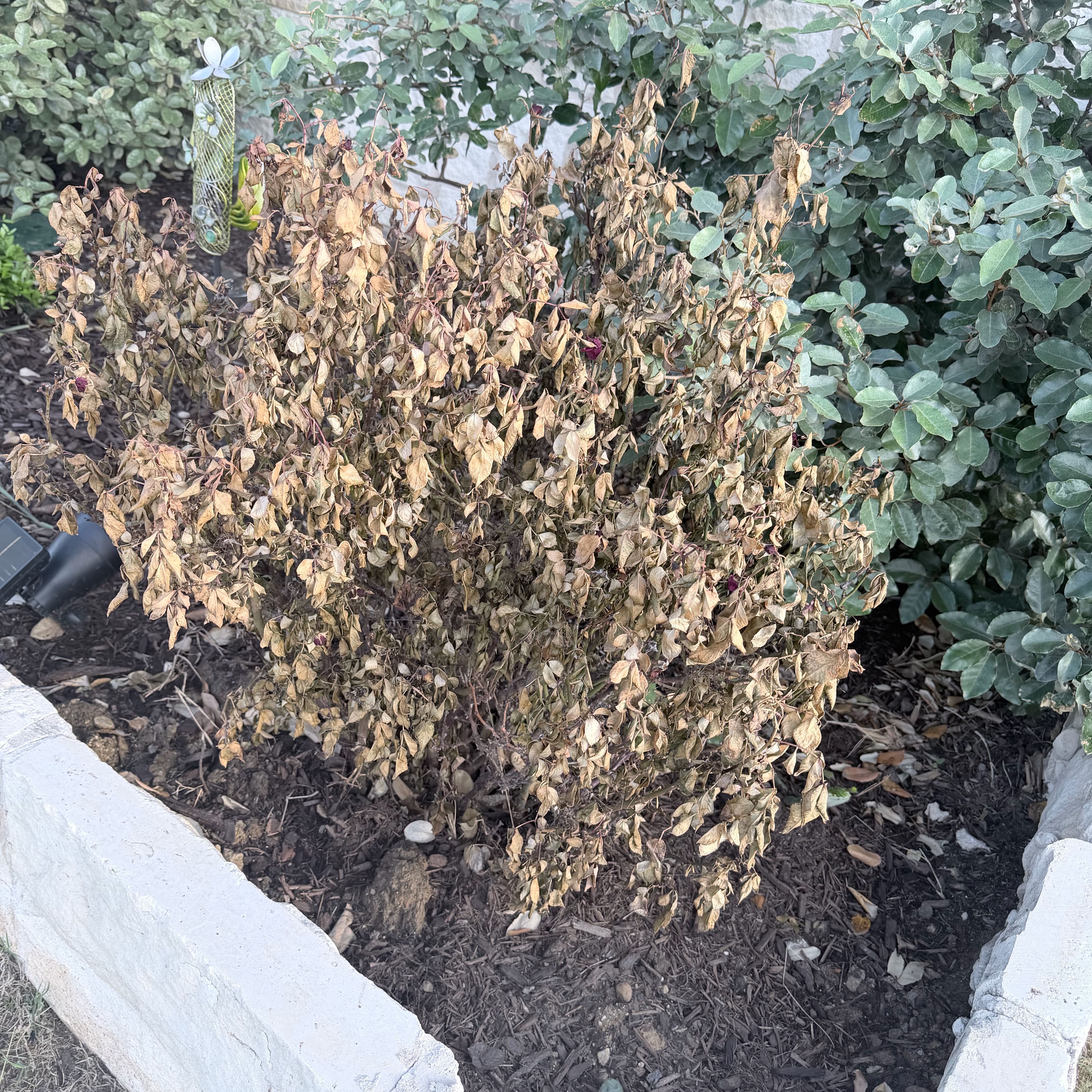 Photo of the plant species Mini Rose by @NiceSalsify73 named Taylor Swift on Greg, the plant care app
