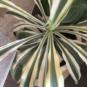 Photo of the plant species Caribbean Agave by @YardBlueash25 named Apollo on Greg, the plant care app