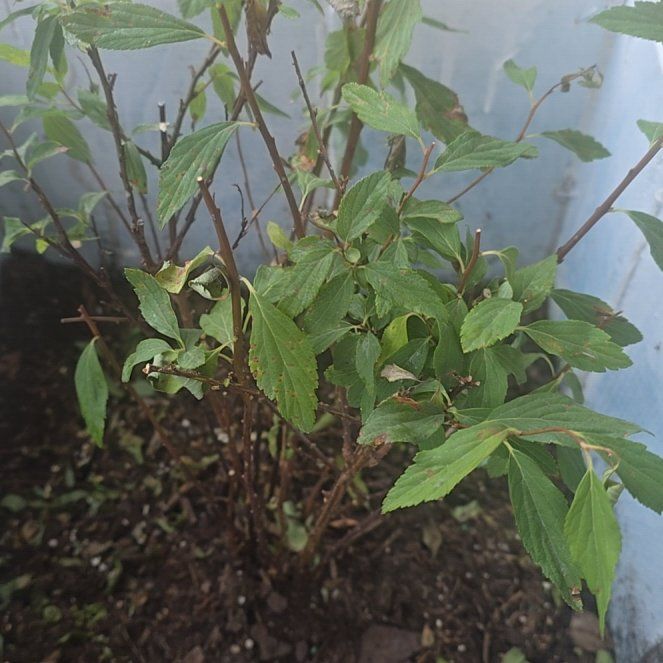 Photo of the plant species Spiraea 'Bridal Wreath' by @SmileyRockfig51 named Darwin on Greg, the plant care app