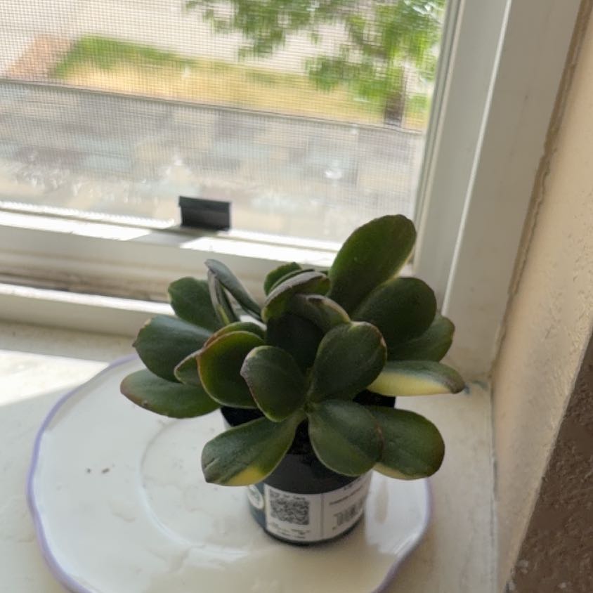 Photo of the plant species Crassula obliqua 'Lemon 'n Lime' by @OpenlyChosmo39 named Mimi on Greg, the plant care app