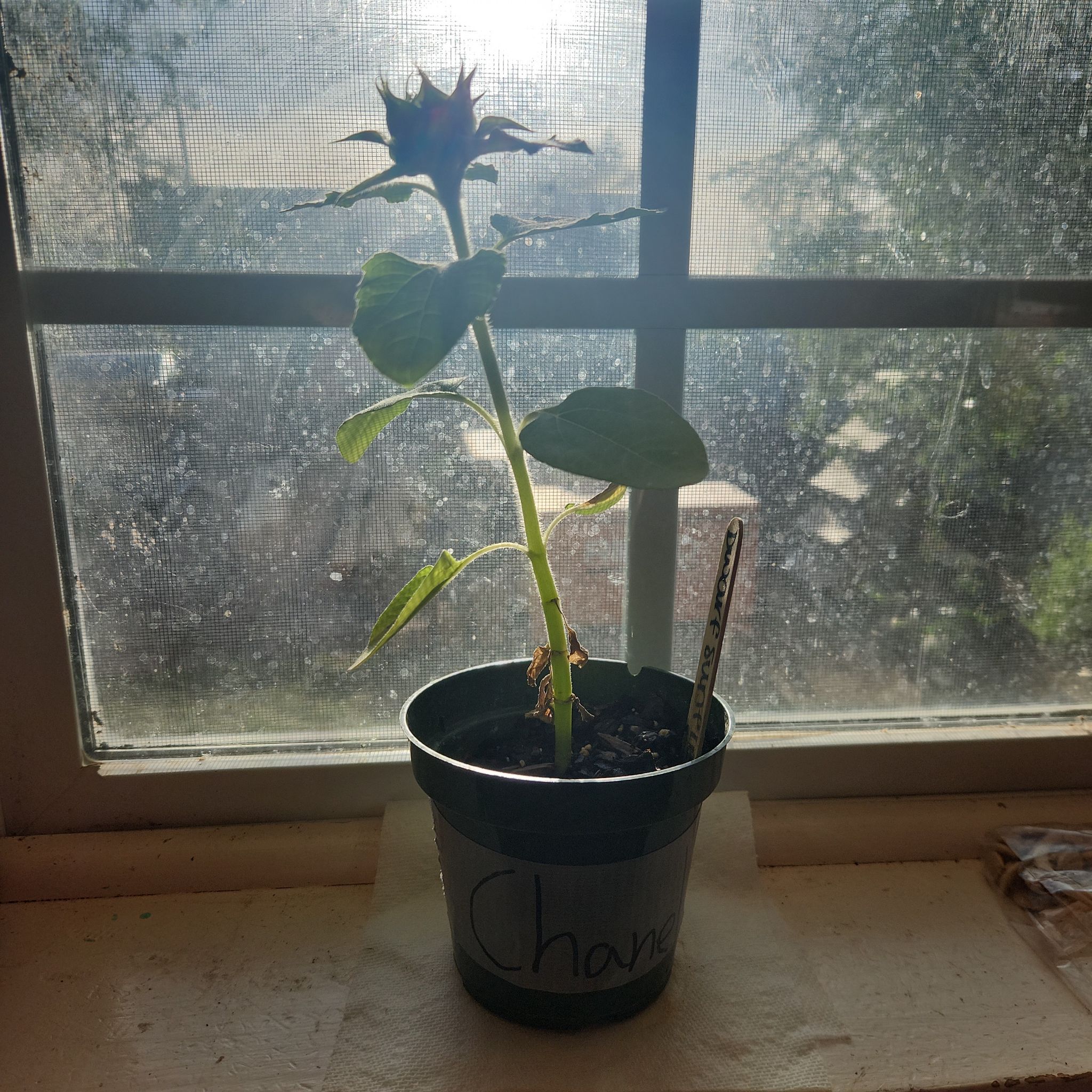 Photo of the plant species Dwarf Sunflower by @TopJitterbug5 named Chanel on Greg, the plant care app