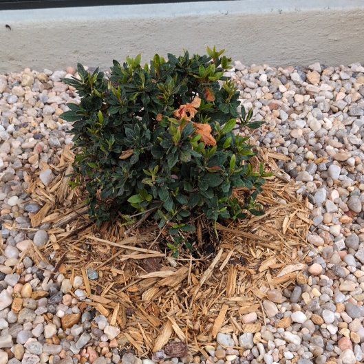 Photo of the plant species Encore Azalea 'Autumn Starburst' by @ProPigfern24 named Aria on Greg, the plant care app