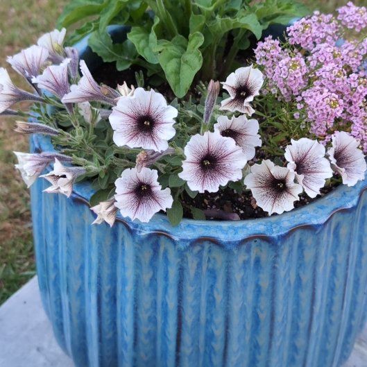 Photo of the plant species Petunia 'Supertunia Latte' by @ProPigfern24 named Navajo on Greg, the plant care app