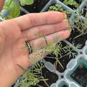 Photo of the plant species Dill by @RelaxedRoussea0 named Hemingway on Greg, the plant care app