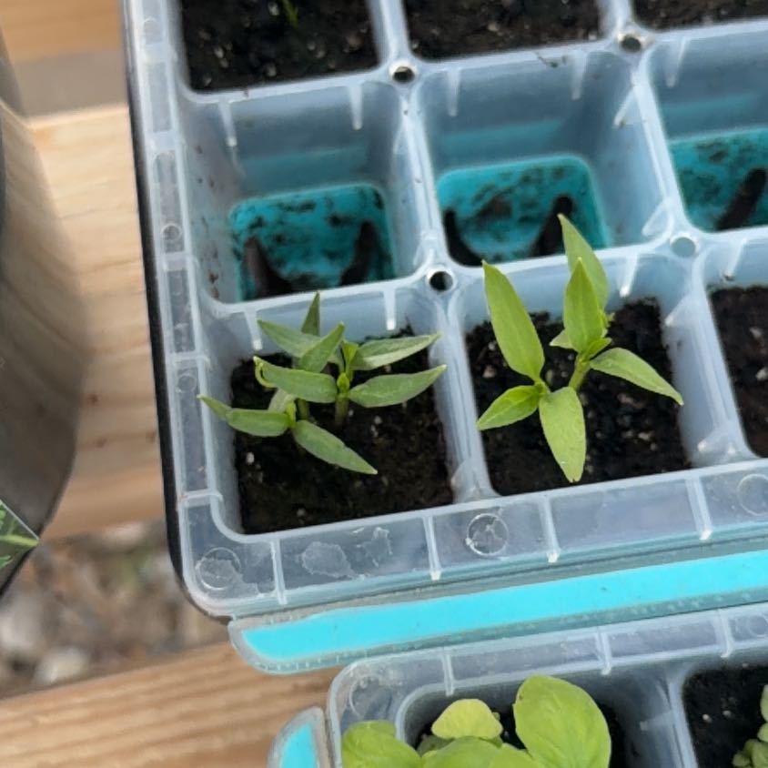 Photo of the plant species Jalapeno Pepper by @RelaxedRoussea0 named Apollo on Greg, the plant care app