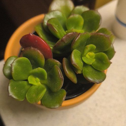 Photo of the plant species Copper Rose by @HipMystax79 named Kindness on Greg, the plant care app