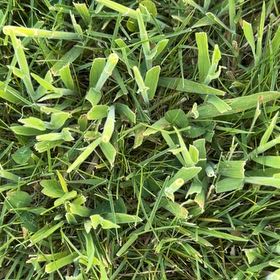 Photo of the plant species St. Augustine Grass by @BuffCapemay34 named Scarlett on Greg, the plant care app