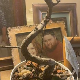 Photo of the plant species Ficus Bonsai by @FunWaxplant41 named Foxxy on Greg, the plant care app