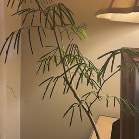 Photo of the plant species Silk Tree by @FunWaxplant41 named Clooney on Greg, the plant care app