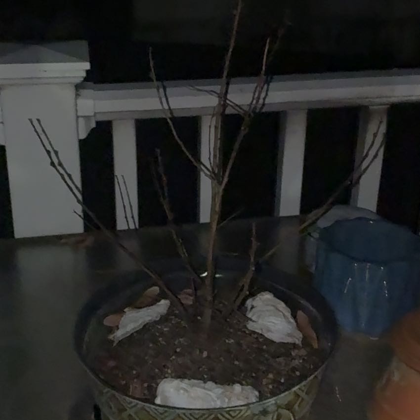 Photo of the plant species Willow by @FunWaxplant41 named Luna on Greg, the plant care app