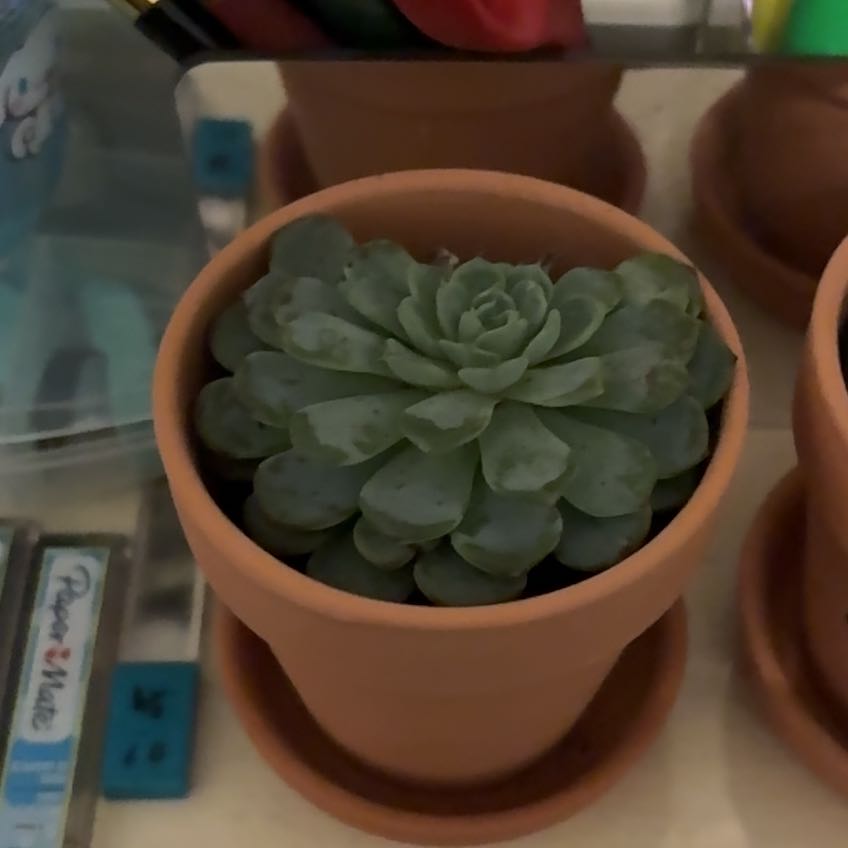 Photo of the plant species Miniature Echeveria  by @PromptFicus92 named Dib on Greg, the plant care app