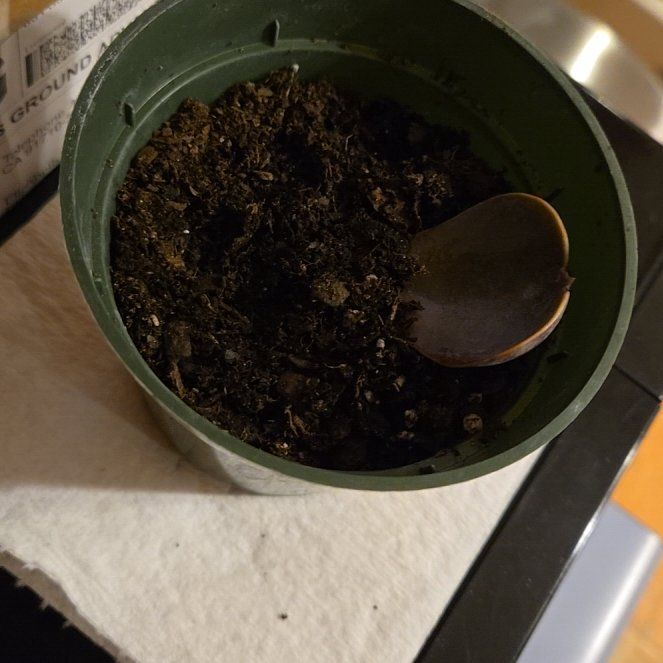 Photo of the plant species Purple Pearl by @BoldOmnom82 named Sproutacus on Greg, the plant care app