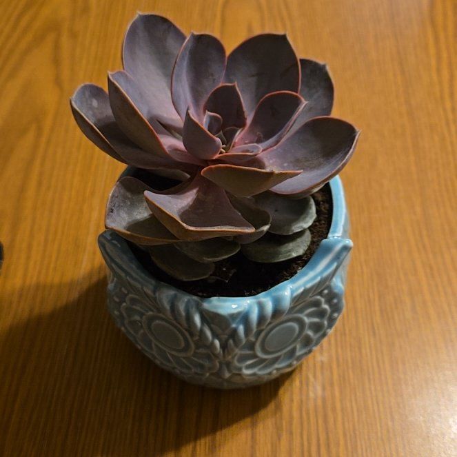 Photo of the plant species Purple Pearl by @BoldOmnom82 named Demi on Greg, the plant care app