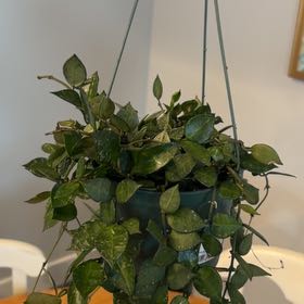 Photo of the plant species Hoya krohniana by @UnbeatenPhlox60 named Diana on Greg, the plant care app