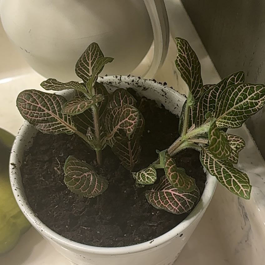 Photo of the plant species Pink Angel Nerve Plant by @FunZzplant26 named Pinky on Greg, the plant care app