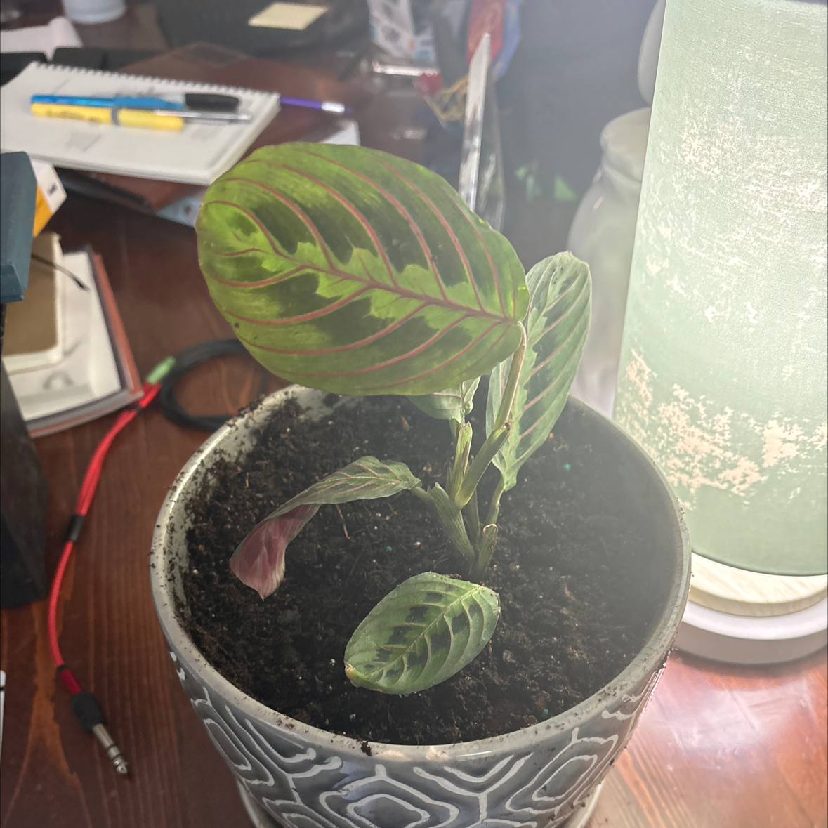 Photo of the plant species Prayer Plant by @FunZzplant26 named Red on Greg, the plant care app