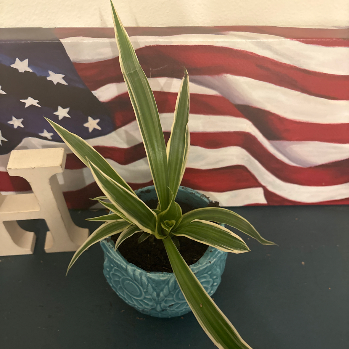 Photo of the plant species Variegated Spider Plant by @FunZzplant26 named Sherlock on Greg, the plant care app