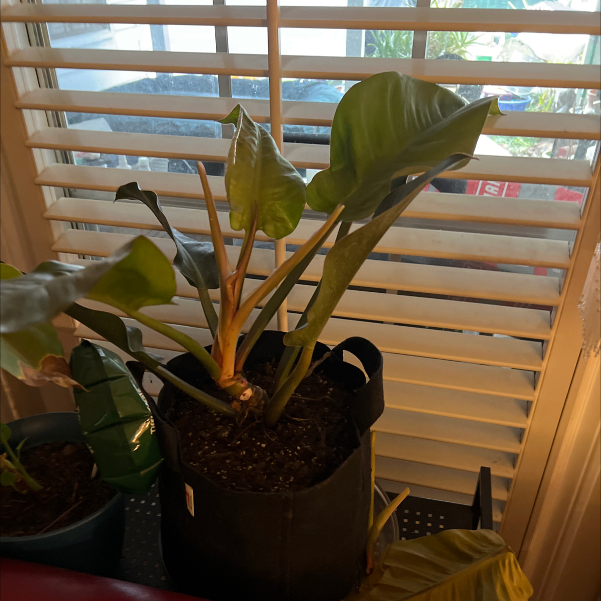 Philodendron 'Imperial Red' plant in a black fabric pot near a window with blinds. Some leaves show yellowing and browning.