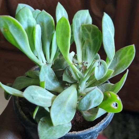 Photo of the plant species Senecio Obovatus by @RegalMugwort13 named Dolores on Greg, the plant care app