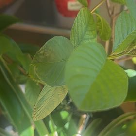 Photo of the plant species Guava Tree by @HotDamascisa37 named Winston on Greg, the plant care app