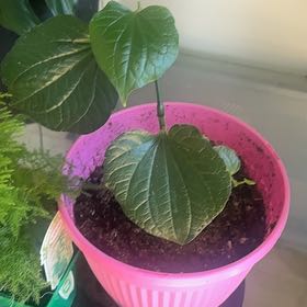 Photo of the plant species Black Bryony by @HotDamascisa37 named Wall-E on Greg, the plant care app