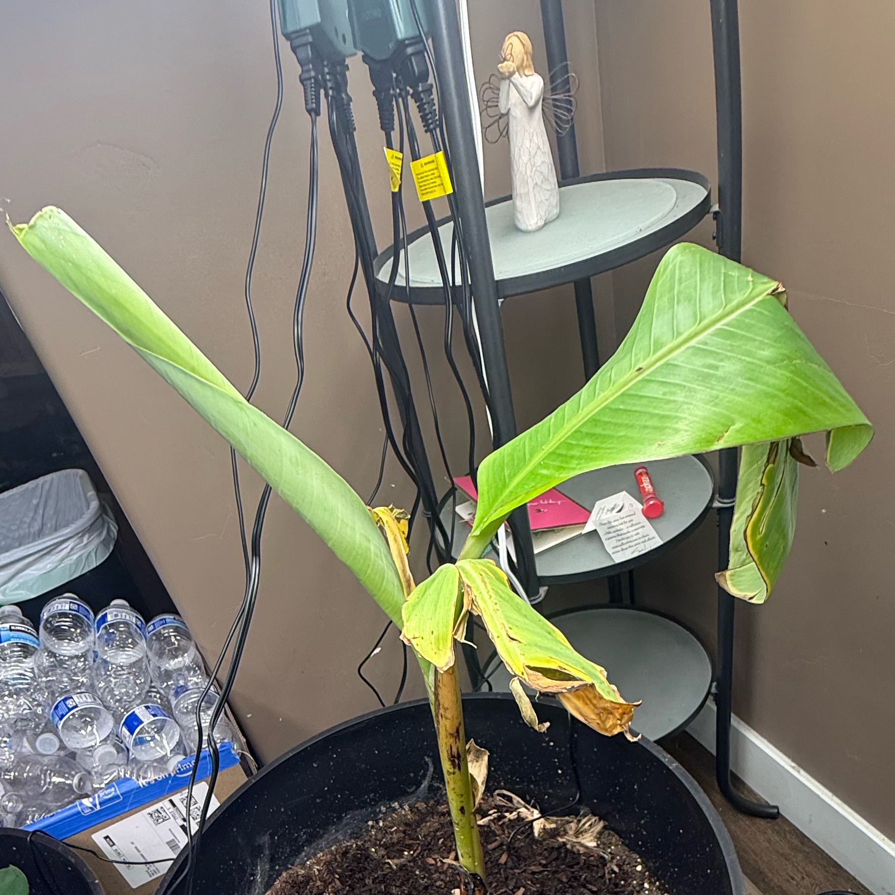 Photo of the plant species NAMWA DWARF BANANA TREE by @HipPecan71 named Hamilton on Greg, the plant care app