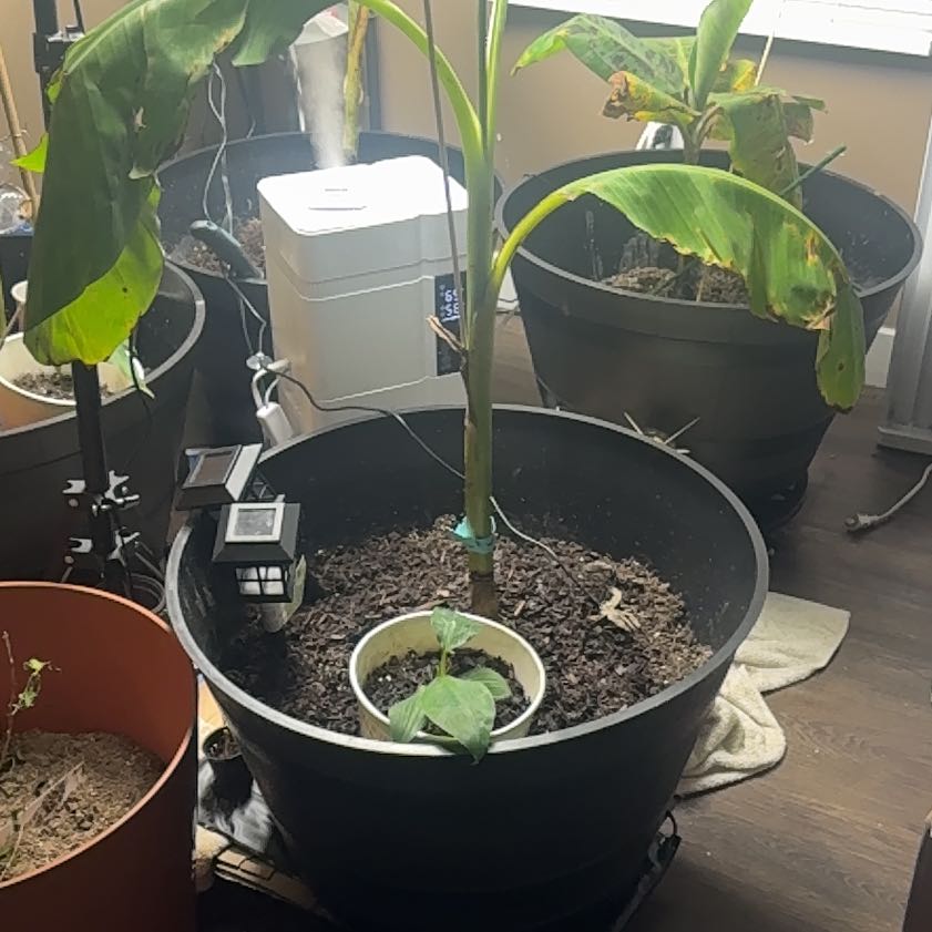 Photo of the plant species Blue Java Banana Tree by @HipPecan71 named Drake on Greg, the plant care app