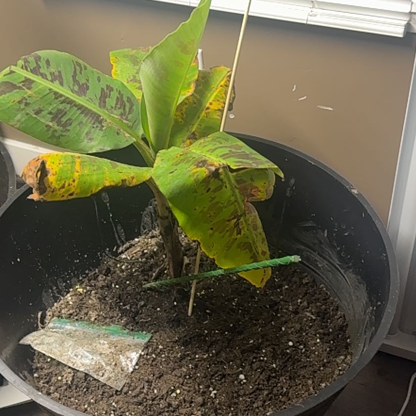 Photo of the plant species Double Mahoi Banana by @HipPecan71 named Wall-E on Greg, the plant care app