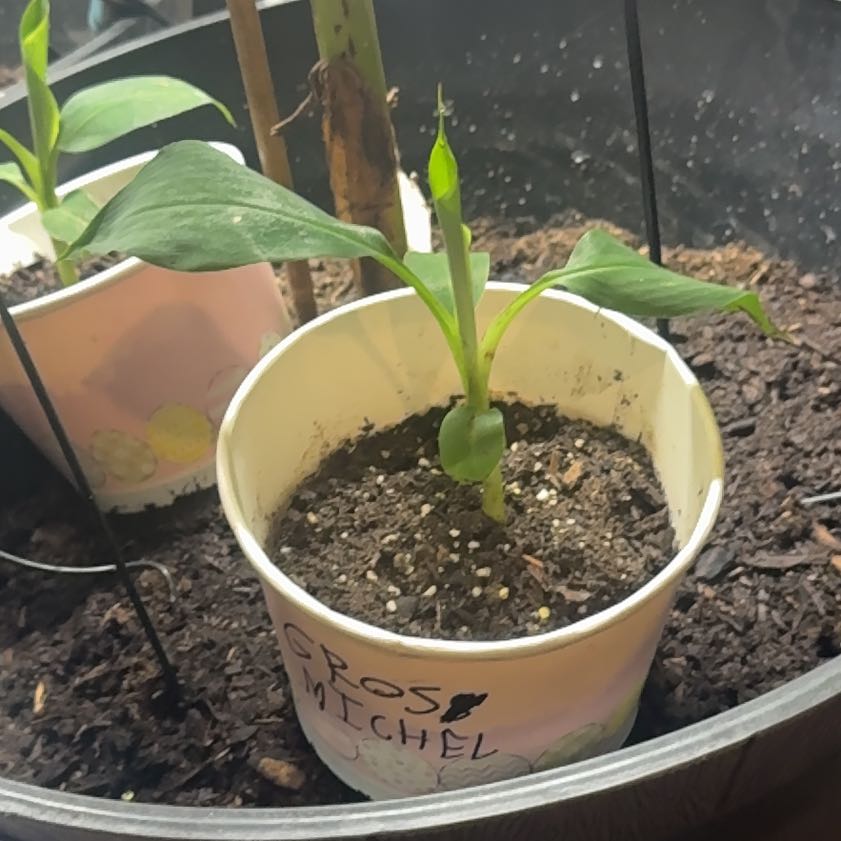 Photo of the plant species Gros Michel Banana by @HipPecan71 named Harper on Greg, the plant care app