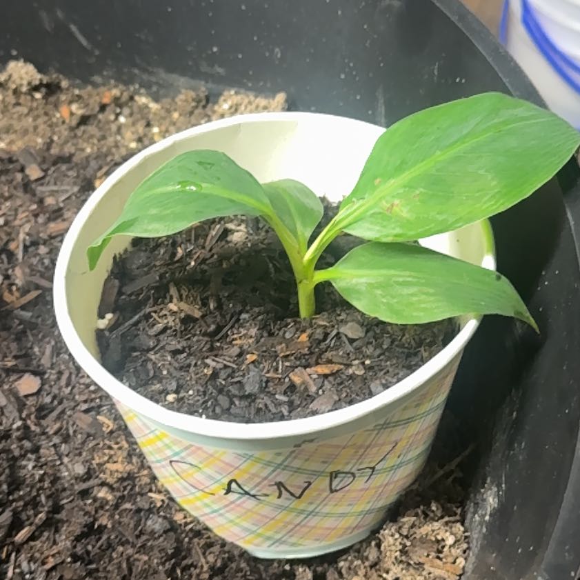 Photo of the plant species Gros Michel Banana by @HipPecan71 named Homer on Greg, the plant care app