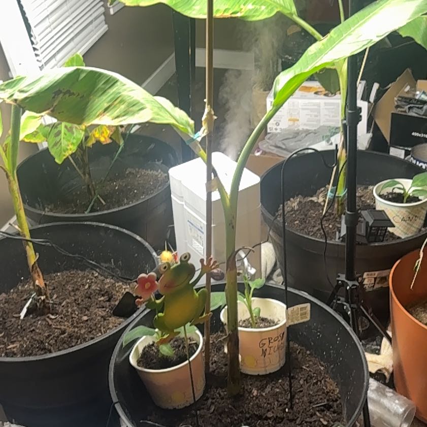 Photo of the plant species Ice Cream Banana by @HipPecan71 named Bigleef Smalls on Greg, the plant care app