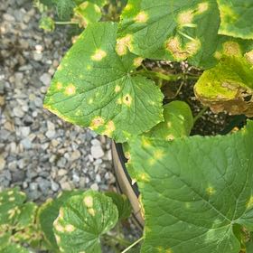 Photo of the plant species Cucumber by @LadyAsarina88 named Captain Plant-it on Greg, the plant care app