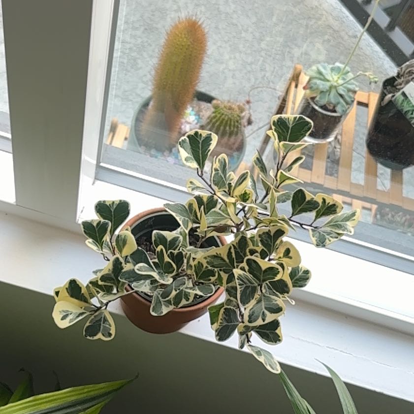 Photo of the plant species Ficus Triangularis by @SavvyMakura named Khaleesi on Greg, the plant care app