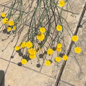 Photo of the plant species Hartweg's Pricklyleaf by @ManyBabytoes73 named Fernie Mercury on Greg, the plant care app