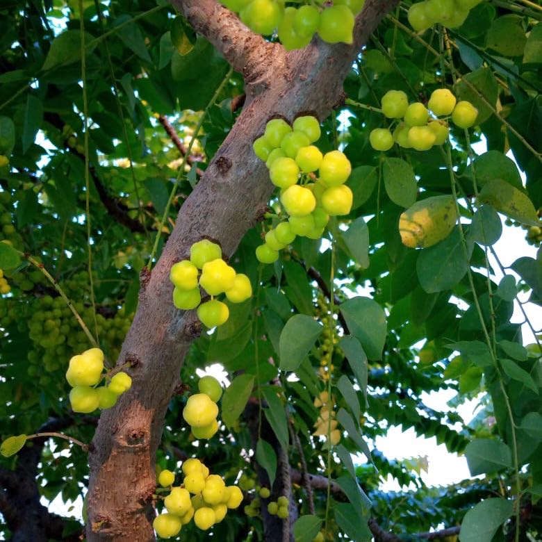 Photo of the plant species Golden Shower Tree by @BigChaya96 named Maya on Greg, the plant care app