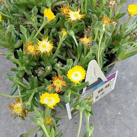 Photo of the plant species Delosperma 'Jewel of Desert Peridot' by @RulerSucc53 named Yellow ice plant on Greg, the plant care app