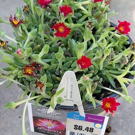 Photo of the plant species Jewel of Desert Garnet Ice Plant by @RulerSucc53 named Red ice plant on Greg, the plant care app