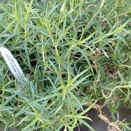 Photo of the plant species White Creeping Phlox by @RulerSucc53 named Austen on Greg, the plant care app