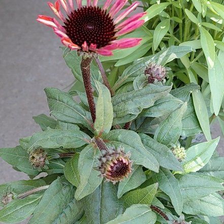 Photo of the plant species Sombrero Coneflower by @RulerSucc53 named Keanu Leaves on Greg, the plant care app
