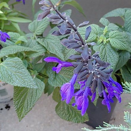Photo of the plant species Black and Blue Salvia by @RulerSucc53 named Rainier on Greg, the plant care app