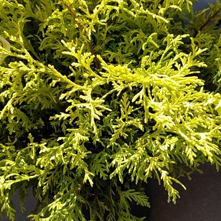 Photo of the plant species Lemon Thread False Cypress by @RulerSucc53 named Taylor Swift on Greg, the plant care app