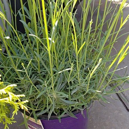Photo of the plant species Lavandula 'Phenomenal' by @RulerSucc53 named Luna on Greg, the plant care app