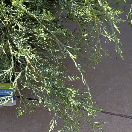 Photo of the plant species Grey Owl Juniper by @RulerSucc53 named Walt on Greg, the plant care app
