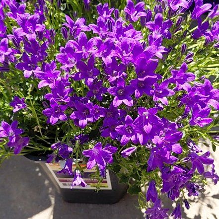 Photo of the plant species Campanula by @RulerSucc53 named Miley on Greg, the plant care app