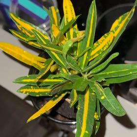 Photo of the plant species Sunny Star Croton by @Sierray1001 named Remington on Greg, the plant care app