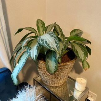 Chinese Evergreen plant in Austin, Texas