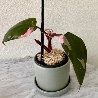 Pink Princess Philodendron plant in Austin, Texas