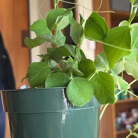 Photo of the plant species Little Marvel Peas by @WorthyCooperi85 named Sherlock on Greg, the plant care app