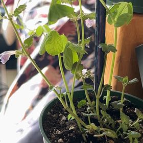 Photo of the plant species Alaska Pea by @WorthyCooperi85 named Curie on Greg, the plant care app