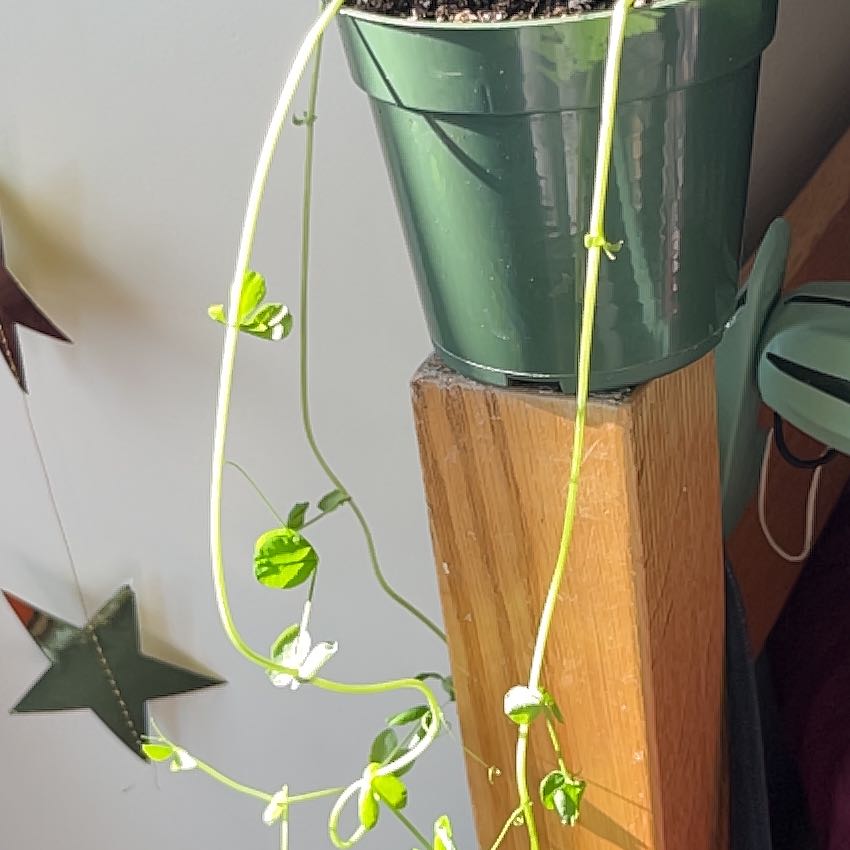 Photo of the plant species Alaska Pea by @WorthyCooperi85 named Denali on Greg, the plant care app